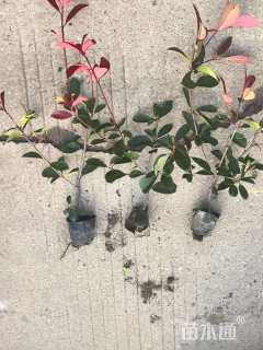 高度35厘米红叶石楠小苗