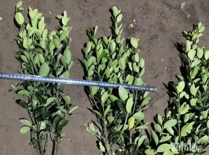 高度45厘米黄杨