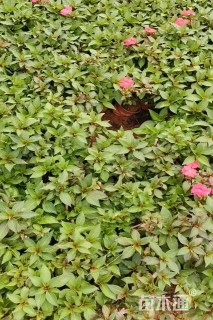 高度25厘米凤仙花