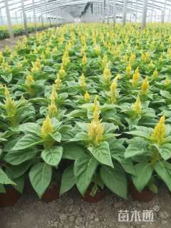 高度20厘米一支笔