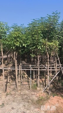 10公分洋红风铃木