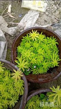 高度10厘米金叶佛甲草