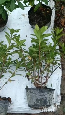 高度25厘米毛鹃