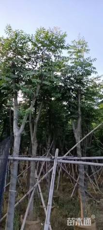 15公分黄山栾树