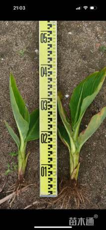 高度40厘米花叶美人蕉