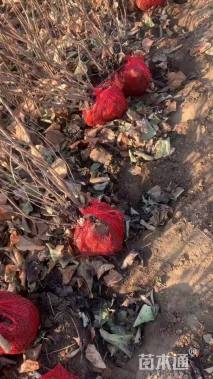 高度150厘米丛生紫荆