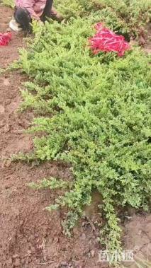 高度40厘米铺地柏