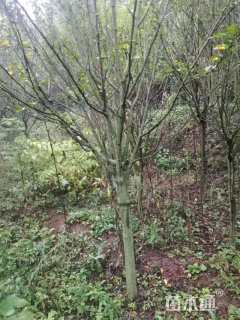 高度230厘米木槿