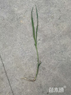 高度30厘米荻草