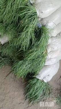 高度40厘米细叶麦冬草