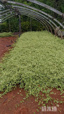 主蔓长25厘米蝴蝶藤