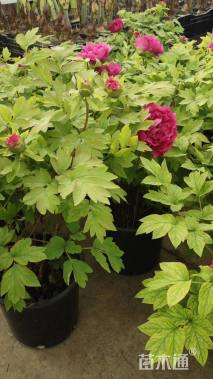 高度85厘米牡丹