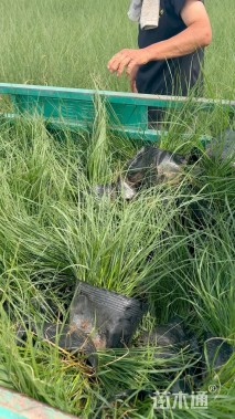 高度50厘米狼尾草