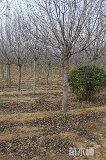 10公分绚丽海棠