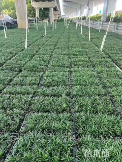 高度20厘米玉龙草