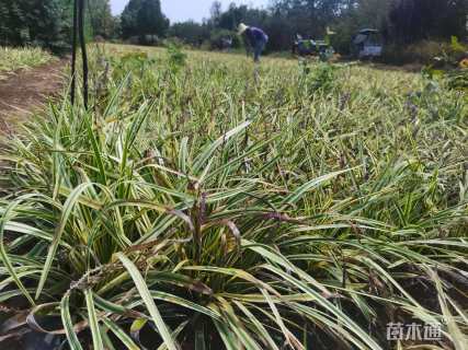 高度15厘米金边麦冬