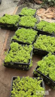 高度10厘米金叶佛甲草