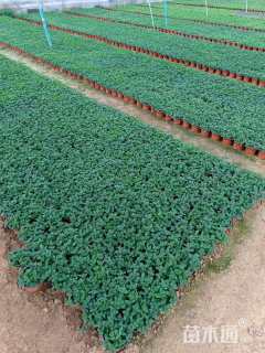 高度20厘米薄荷