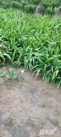 高度25厘米鸢尾