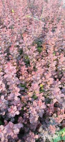 高度40厘米红叶小檗