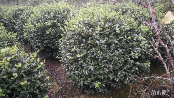 冠幅150厘米茶梅球