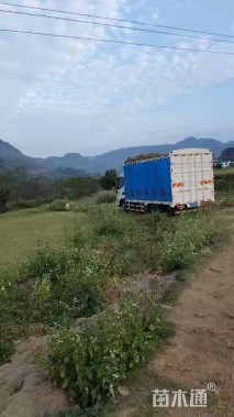 草卷状马尼拉草