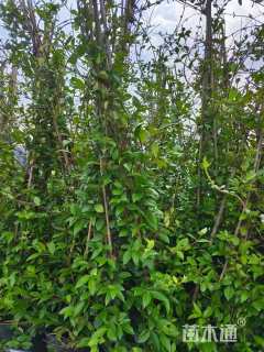 180厘米风车茉莉