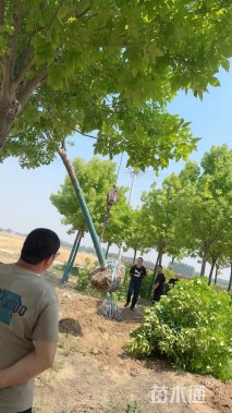 13公分金叶白蜡