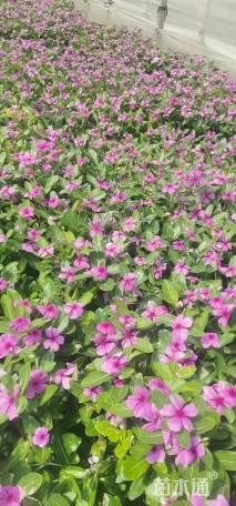 高度25厘米长春花