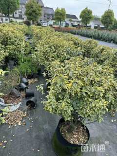 高度50厘米胡颓子