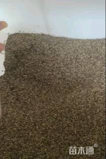 荷兰菊荷兰菊种子