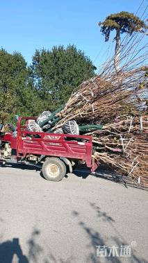 高度180厘米紫荆
