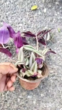 高度15厘米吊竹梅