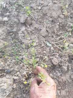 主蔓长10厘米猫爪藤