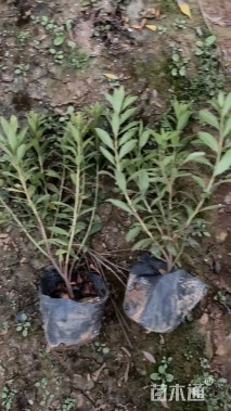 高度50厘米毛鹃小苗