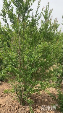 高度250厘米花石榴