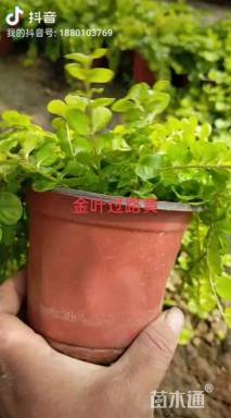 高度15厘米过路黄