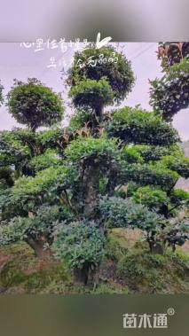 16公分造型椤木石楠