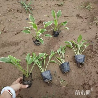 高度22厘米金边玉簪