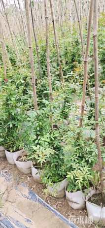 150厘米藤本月季