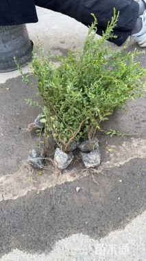 高度30厘米满天星