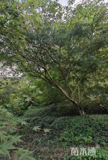17公分鸡爪槭