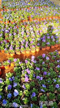 高度15厘米三色堇