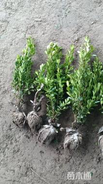 高度35厘米黄杨