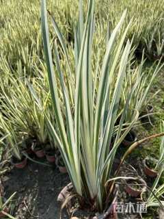 高度30厘米花叶玉蝉花