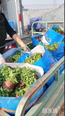 高度5厘米婆婆纳