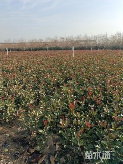 0.2公分红叶石楠