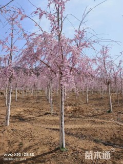 12公分垂枝樱花