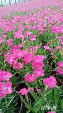 高度25厘米欧石竹