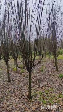 12公分西府海棠